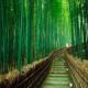 با جنگل بامبوي ساگانو در ژاپن آشنا شوید