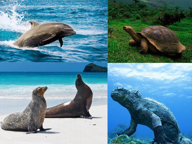 جزایر گالاپاگوس در غرب اکوادور