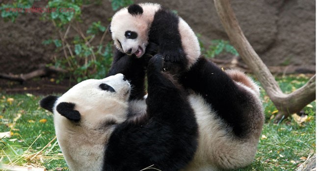 باغ وحش سن دیگو آمریکا