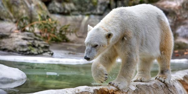 bronx zoo new york city