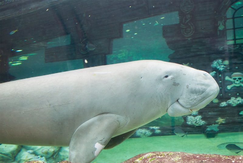 اکواریوم سیدنی استرالیا