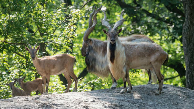 bronx zoo new york city