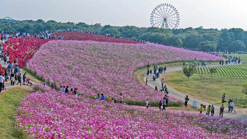 پارک ساحلی هیتاچی در ژاپن